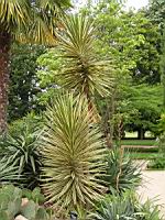 Yucca Aloifolia (fam Agavacees) (01) (Photo F. Mrugala)